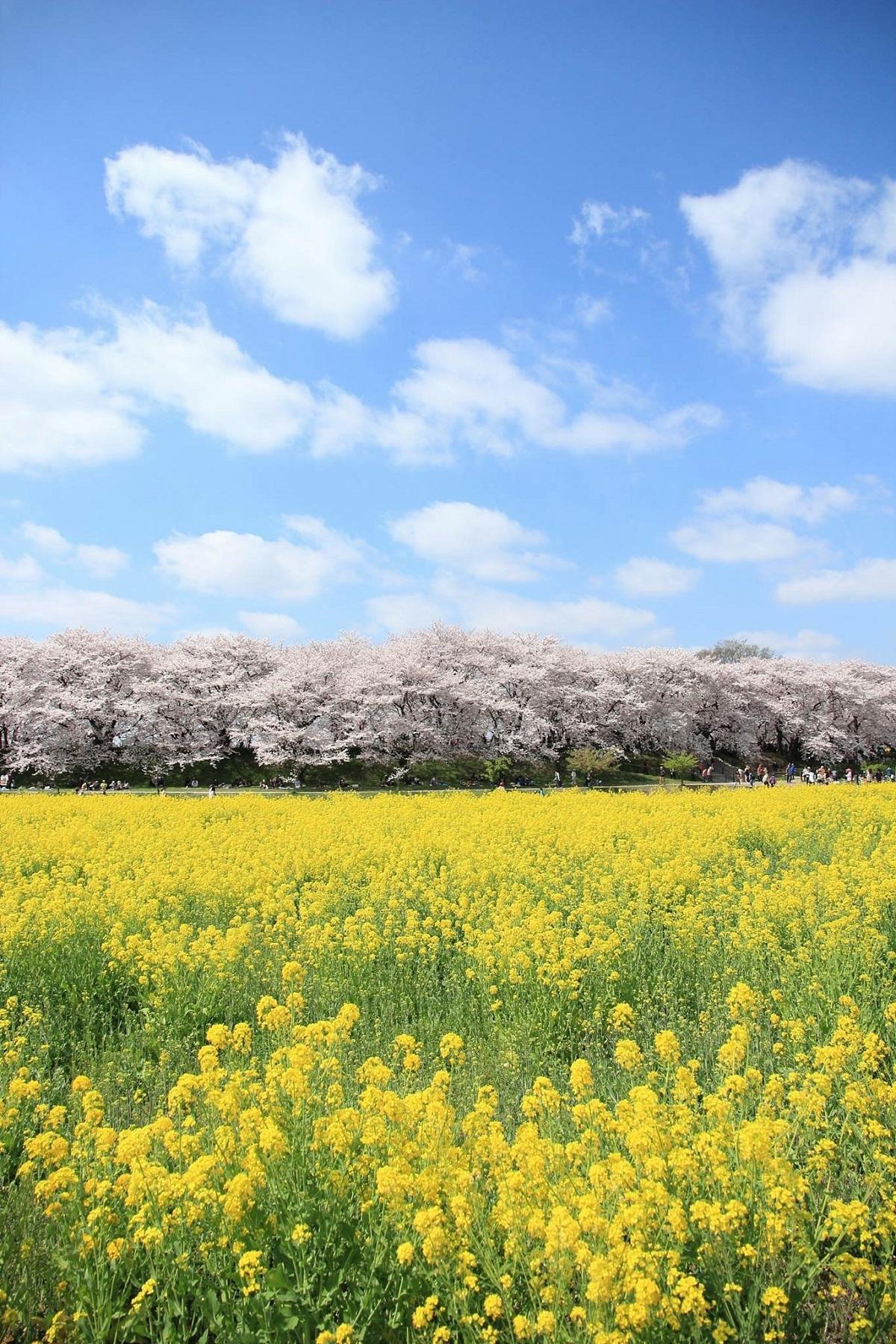 08_近隣桜堤・春の蜜源.JPG