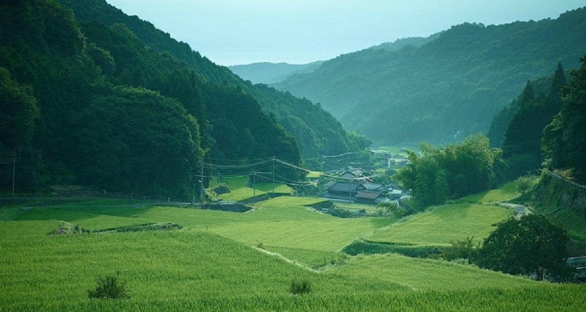 1200_koge_top.jpg