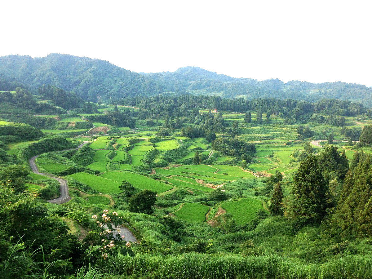 1200_棚田 (2).jpg
