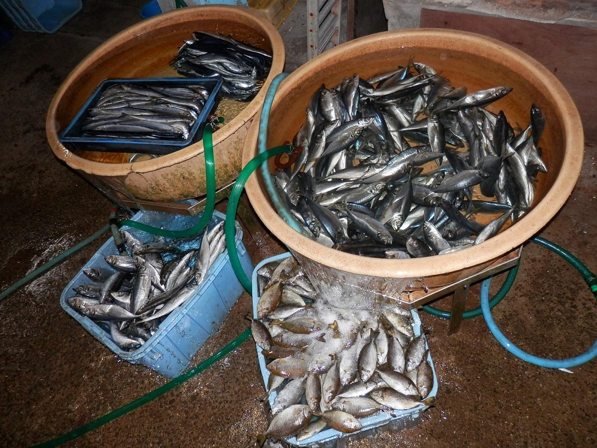 魚の解凍現場 2013-05-08 007.jpg