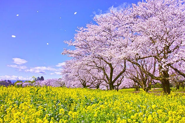 病気ブログ村