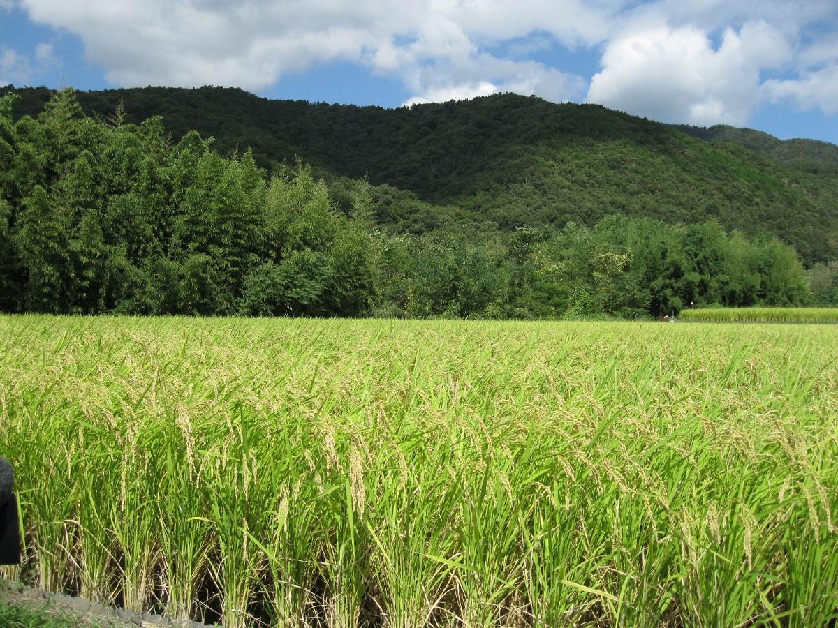 阿波山田錦　圃場①.jpg