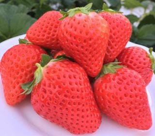 果物・フルーツ
