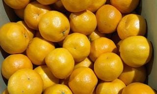 果物・フルーツ