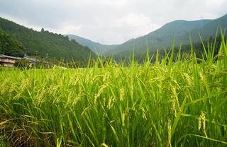 兵庫県