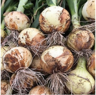 野菜