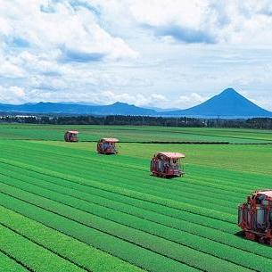 お茶もサツマイモも日本一！ 鹿児島県南九州市 | 【さとふる公式】ふるさと納税ブログ