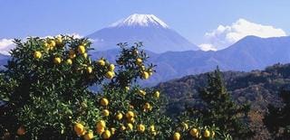 山梨県