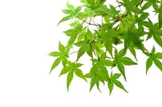 寄付金控除・控除上限額