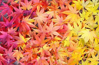 ふるさと納税制度