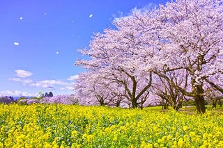 ふるさと納税制度