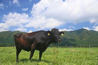 ふるさと納税制度