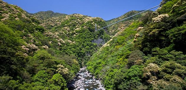FV_宮崎県綾町.jpg