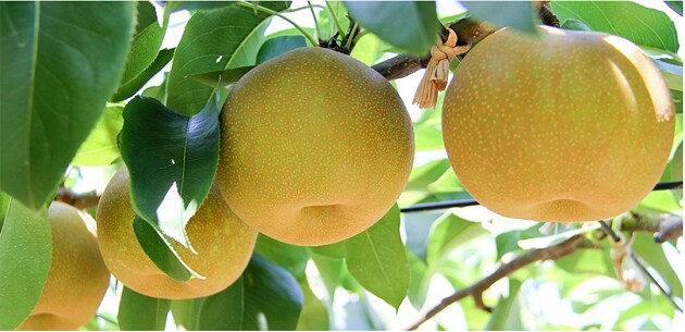 全国に冠たる しろいの梨 の生産地 千葉県白井市 さとふる公式 ふるさと納税ブログ