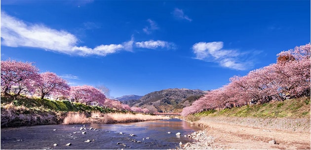FV_静岡県河津町.PNG