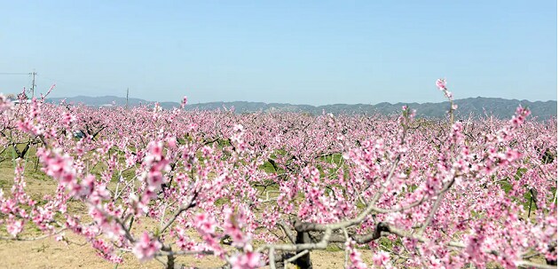 FV_和歌山県紀の川市.PNG