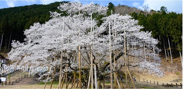 日本三大桜」のひとつ「淡墨桜」の美しさは必見／岐阜県本巣市 | 【さとふる公式】ふるさと納税ブログ