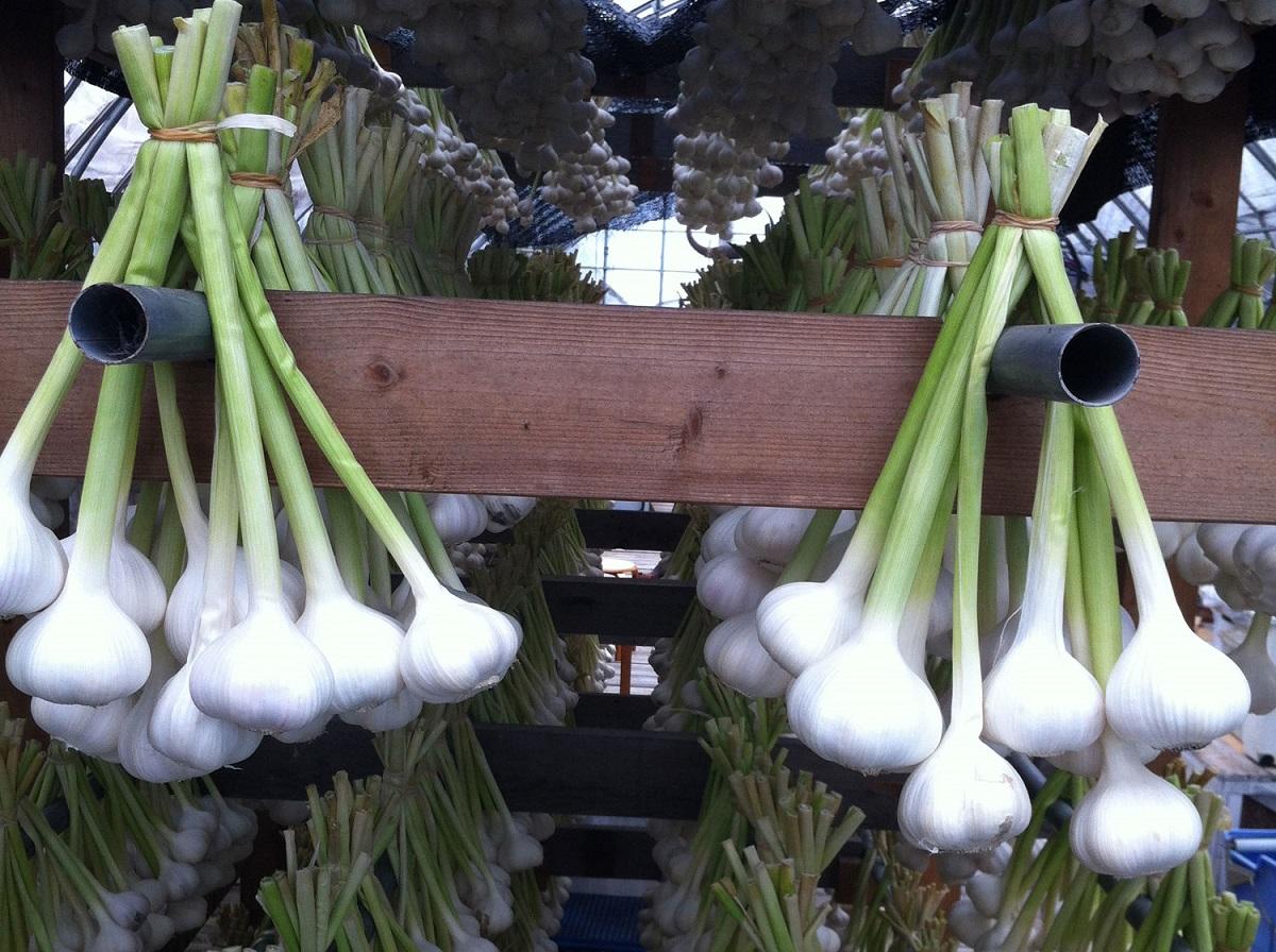 garlic_170621-3.jpg