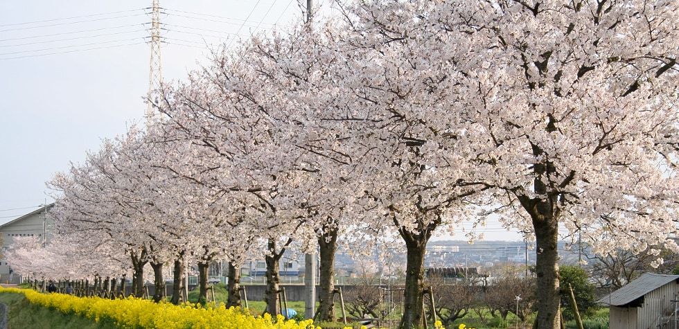 京都府木津川市の地域・お礼品情報 | ふるさと納税サイト【さとふる】