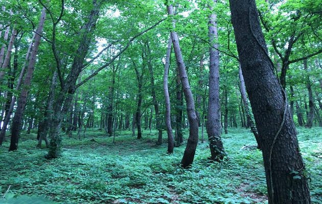 ★①_鍛冶台いこいの森_ナラ林.png