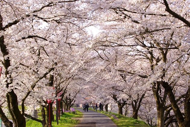 RS_181016_前編_桜並木.jpg