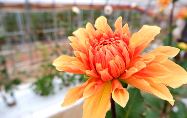 DSCF2488_r.png