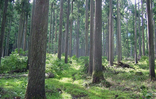 写真６（森林）_RS (1).png