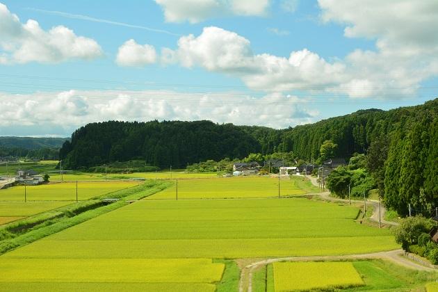 田園.jpg