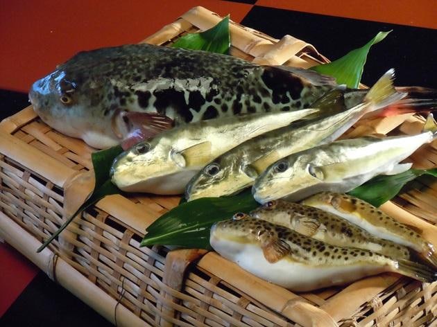 notofugu.jpg