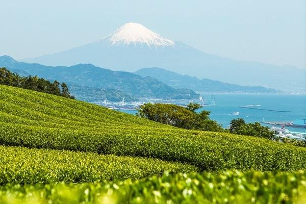 01_20140510-日本平茶畑と富士山.jpg