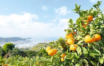 自治体｜寄付の使い道・まちづくり