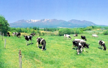 東北