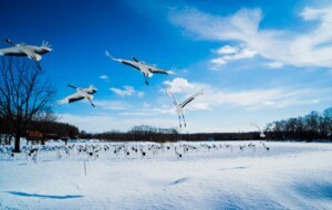 寄付者の想いを使い道に反映して、感謝を伝えたい