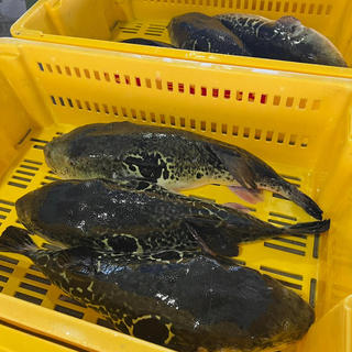 相馬の海から生まれた新名物「福とら」