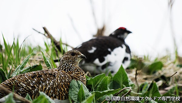 日本最北限「火打山のライチョウ」を、絶滅から救いたい!