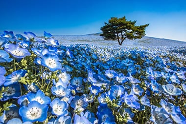 茨城県 イメージ