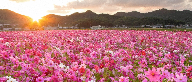 香川県さぬき市