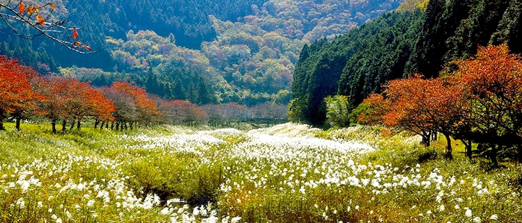 兵庫県丹波篠山市