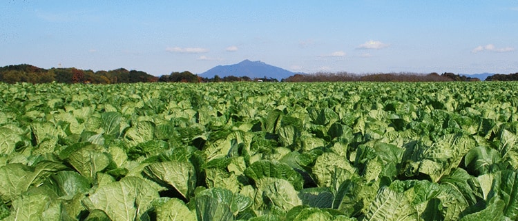 茨城県八千代町