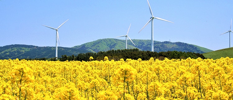 青森県横浜町