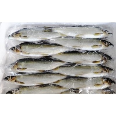 「延岡産活〆冷凍あゆ」(1.5kg)