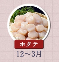 ホタテ 12月～3月