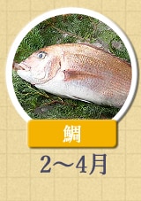 鯛 2月〜4月