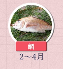 鯛　2月〜4月