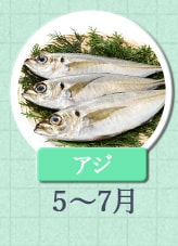 アジ 5月～7月