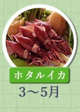 ホタルイカ 3月～5月