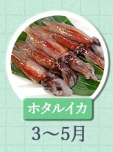 ホタルイカ 3月〜5月