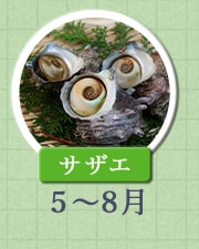 サザエ 5月～8月