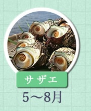 サザエ 5月〜8月
