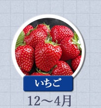 いちご　12月〜4月
